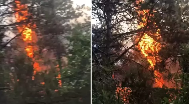 You heard it right! He got angry at his girlfriend and set the forest on fire.