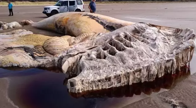 The mystery of the 21-meter sea creature that washed ashore has been solved.