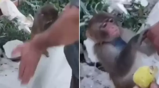 The monkey that was slapped by the shepherd has been placed under protection.