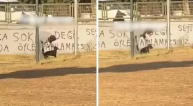 He tortured a dog in an empty field.