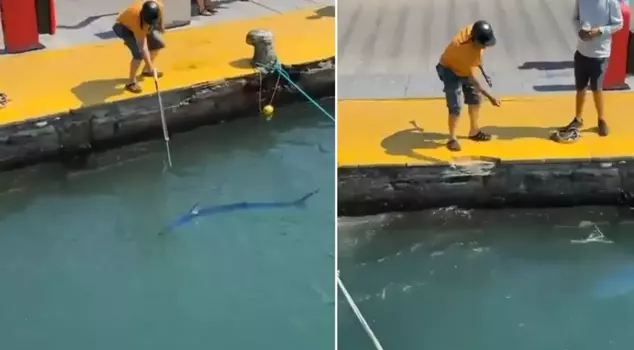 He speared the endangered fish.