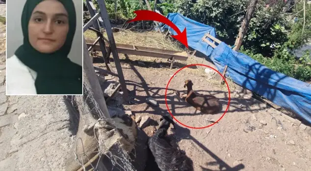 The 22-year-old young man was electrocuted and lost his life the moment he touched the goat.