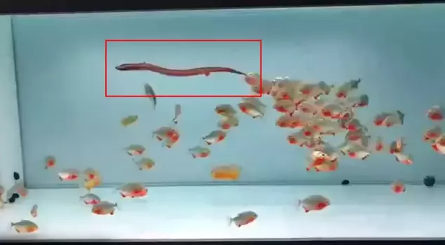 They threw a live snake into a tank full of piranhas, and the result was horrifying.