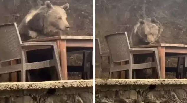 A bear entered a restaurant in the capital and waited for service! Incredible moments captured on camera.
