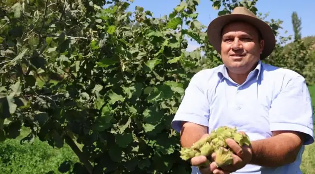 He grew the hazelnuts of the Black Sea in a completely different geography: No one believes it.