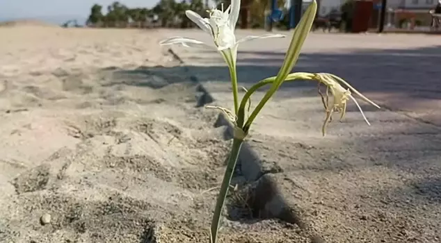 The 'sand lily' that blooms years later has been placed under protection.