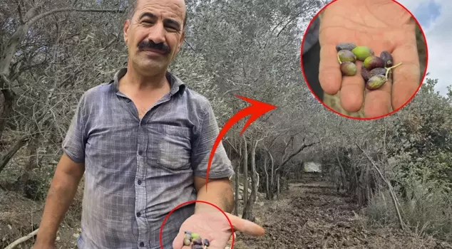 The city's famous product is in danger! There are so few fruits that it can be said there are none on a million trees.