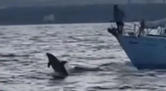 The Global Sumud Fleet setting sail for Gaza was accompanied by dolphins.