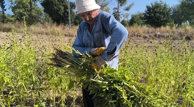 Sesame producers are reacting: 