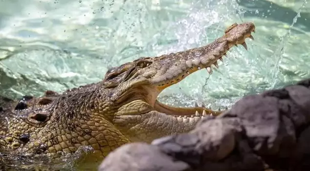 The 15-year-old girl attacked by the crocodile has died.