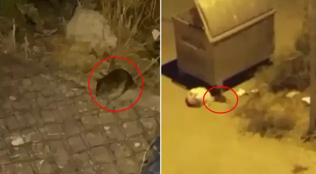 The city is overrun by rats! Citizens are on edge.