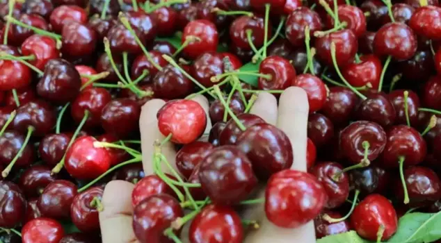 The special cherry of Tokat did not yield any produce, resulting in a loss of 5 million dollars: We couldn't even get a kilogram of product.