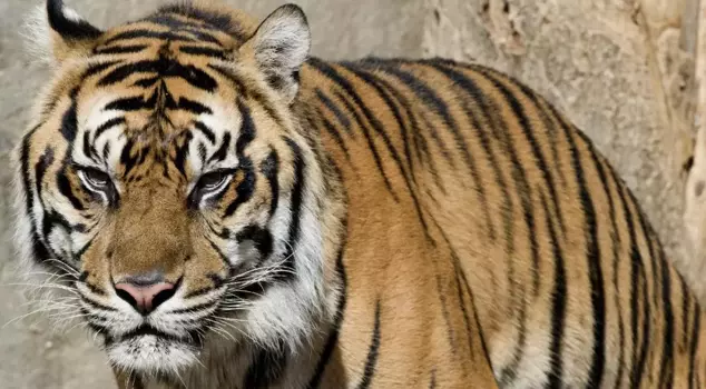 Three people sentenced for killing the endangered Malayan tiger.
