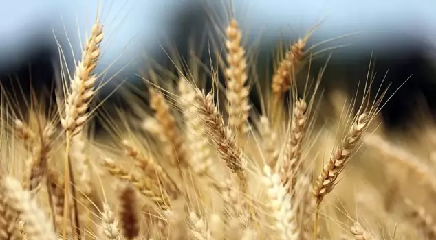 The General Directorate of Agricultural Products has denied the allegations of 