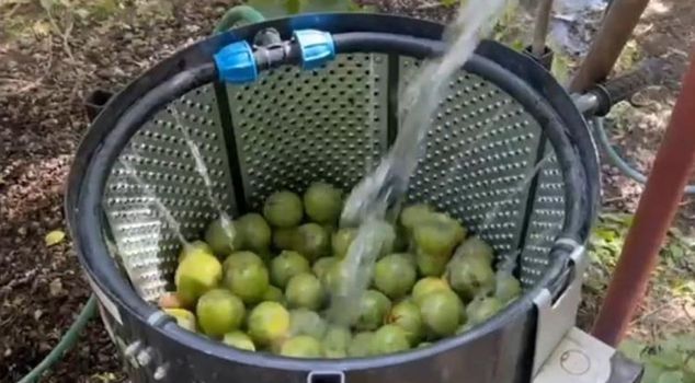 Its fame spread from Bitlis to the world! The harvest has begun, and the price is 600 lira per kilogram.