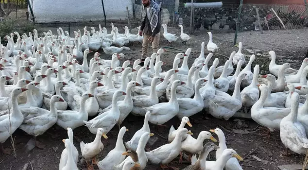 With a single whistle, hundreds of animals come running.