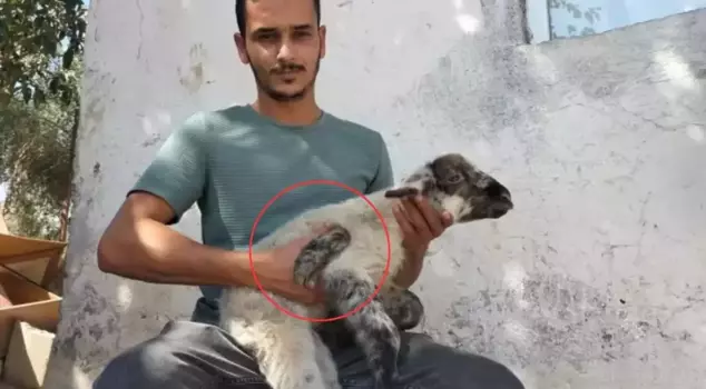 The producer was left speechless upon seeing the newborn lamb.