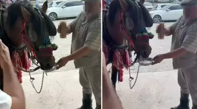 At the wedding, they served alcoholic drinks to the horse.