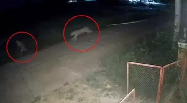 The lion that broke free from its chains severely injured an 11-year-old child.