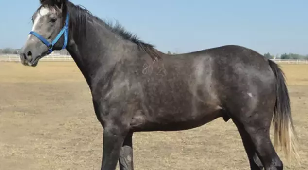 The all-time record! Look at the price at which the Arabian horse was sold.