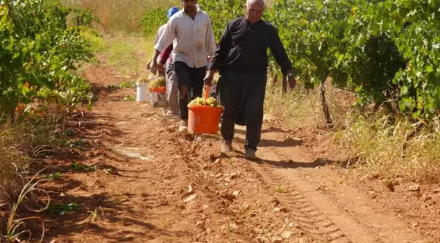 It became an example for producers! The alternative product revitalized the father and son.