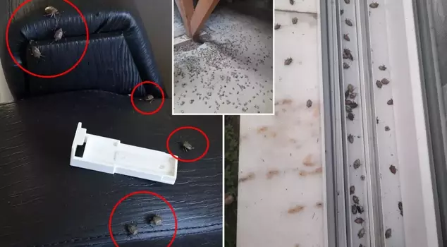 The brown marmorated stink bug has invaded homes! Experts have issued strong warnings.
