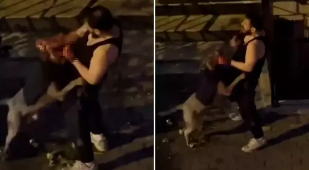 A pit bull dog bit its owner, and the man's cries for help echoed through the street.