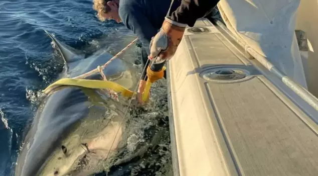 The largest great white shark caught in the Atlantic has surprised the scientific community.