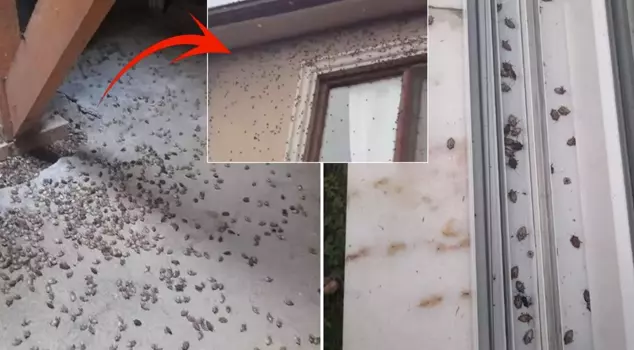 Scary warning about the insect said to bring about the end of the world: It could spread throughout Turkey.