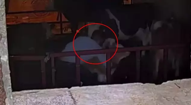 A big scandal in the barn: They thought no one was watching, but the camera was recording.