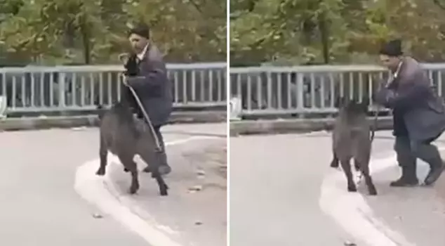 He heard the sounds and was shocked when he turned around to look! It's a miracle that he is still alive.