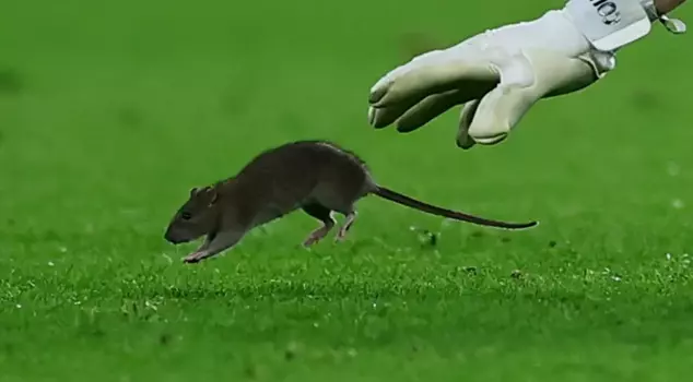 The world-famous goalkeeper dropped the ball and tried to catch the mouse.