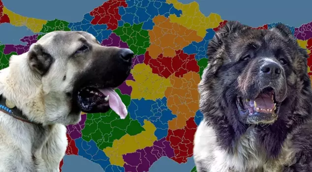 Kars residents and Sivas residents face off: Kangal or Caucasian Shepherd Dog?