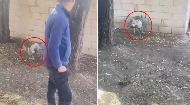 The oppression of the wolf by Vanlı: Everyone watching the video is tagging the ministries.