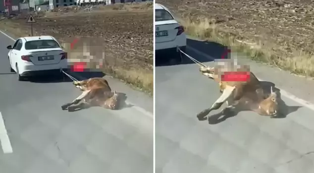 He tied the dead cow to his vehicle and dragged it for kilometers.