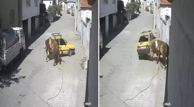 The angry bull that escaped from the barn vented its rage on the car.