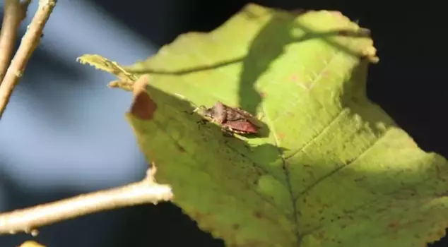 The Ministry of Agriculture and Forestry has taken action against the brown marmorated stink bug.