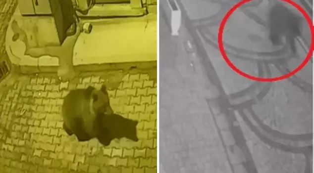 The hungry bear came down to the streets, chased by dogs! Interesting moments captured on camera.