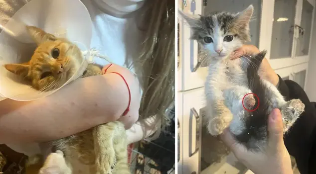 They cut off the limbs of street animals for the 
