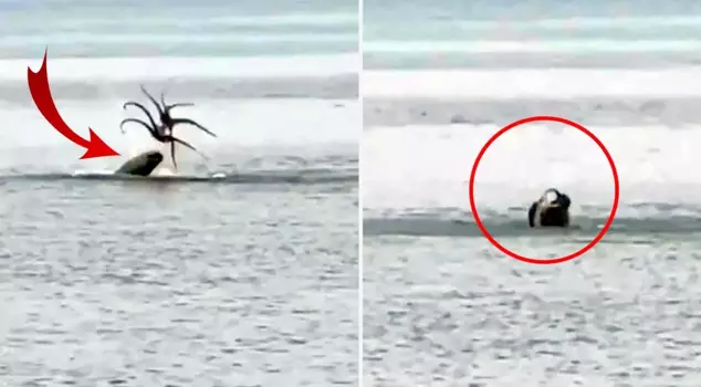 In Çeşme, a Mediterranean monk seal was spotted eating an octopus it had caught.