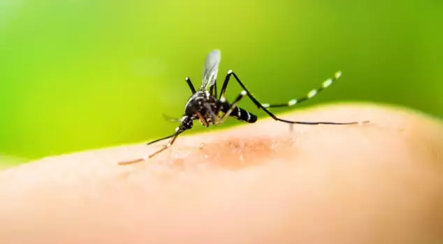 A first in Iceland! Mosquitoes detected in nature.