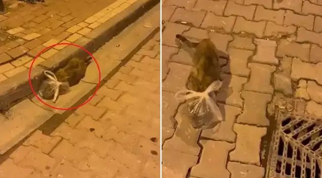 The name of this is pure evil! They tied a bag around the cat's head.