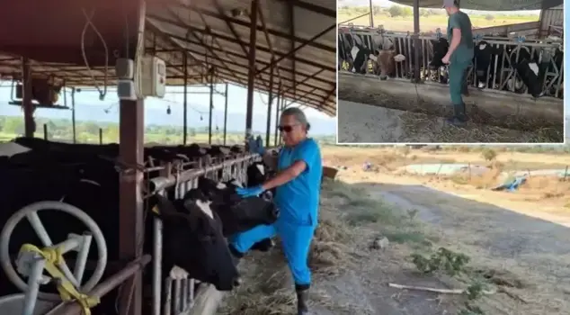 The nightmare of foot-and-mouth disease in Aydın! Numerous neighborhoods have been quarantined.