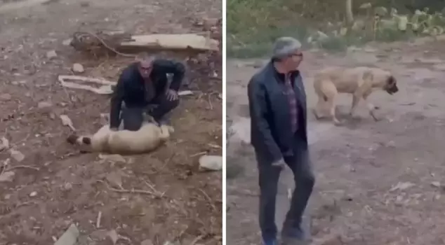 He revived the dog that was in distress with chest compressions.