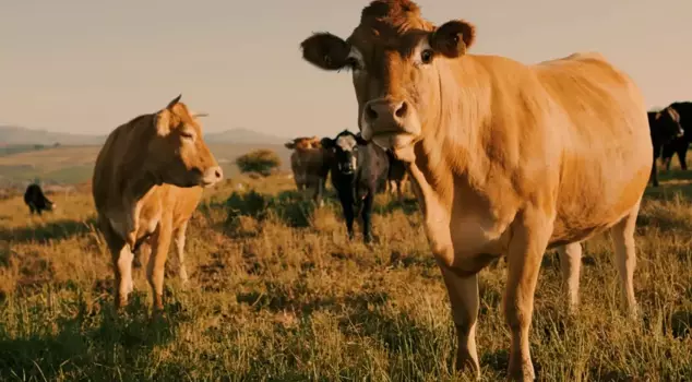 The CİMER complaint that revived the village: No livestock farming should be done here.