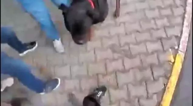 A Rottweiler dog walked without a muzzle on the street caused terror.