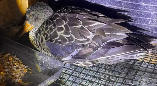 A photo stirred up controversy: The debate over whether it's a goose or a duck is escalating.