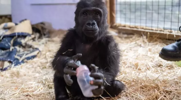 Her fate changed with a DNA test! Exciting news about the baby gorilla 'Zeytin'!