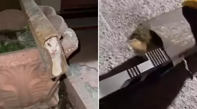 The cat trapped in the iron profile was rescued like this.