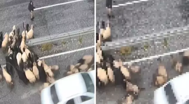 The out-of-control vehicle crashed into a flock of sheep.
